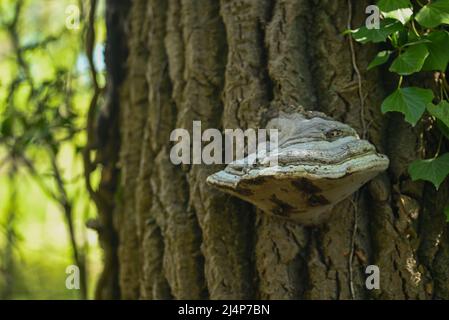 Ein Polypore auf einem Stammbaum Stockfoto