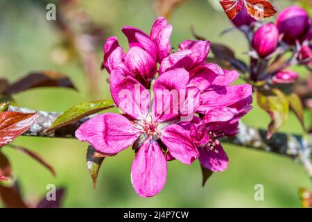 Tiefrosa Blüte auf einem Apfelbaum, Malus domestica. Stockfoto