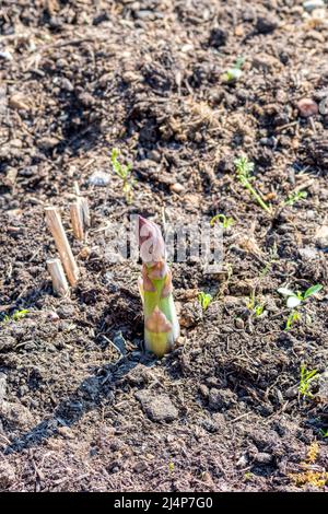 Erster Auftritt des neuen Spargelschießers im Gemüsegarten. Spargel officinalis 'Gijnlim'. Stockfoto