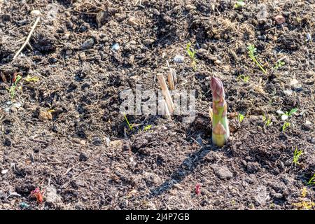Erster Auftritt des neuen Spargelschießers im Gemüsegarten. Spargel officinalis 'Gijnlim'. Stockfoto