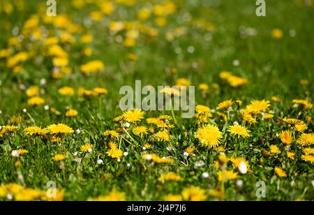 Schöne Nahaufnahme eines Dandelions Stockfoto