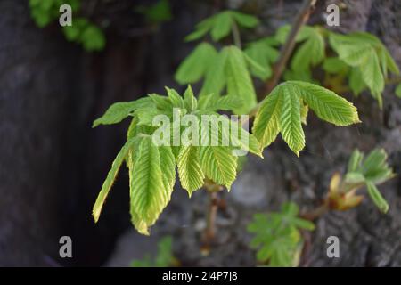 Im Frühjahr neu gewachsene Rosskastanienblätter (Aesculus hippocastanum). Stockfoto