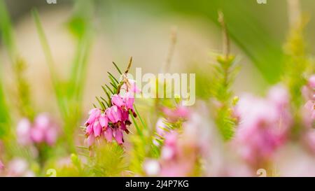 Blühende erica Carnea auf dem Feld. Rosa erica Carnea blüht auf einem verschwommenen Hintergrund Stockfoto