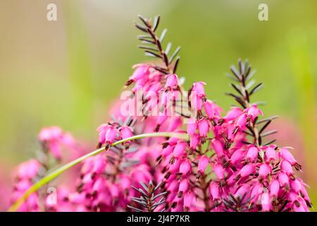 Blühende erica Carnea auf dem Feld. Rosa erica Carnea blüht auf einem verschwommenen Hintergrund Stockfoto