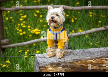 Lustige Yorkshire Terrier kleiner Hund sitzt auf Holz in grünen Wiese, Frühling-Elandelionen Stockfoto