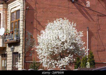 Blühender Magnolienbaum gegen rotes altes Gebäude an der europäischen Straße am Frühlingstag Stockfoto