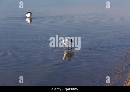 Ansicht des Pfeilerstelts, Himantopus leucocephalus, in Chile Stockfoto