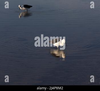 Ansicht des Pfeilerstelts, Himantopus leucocephalus, in Chile Stockfoto