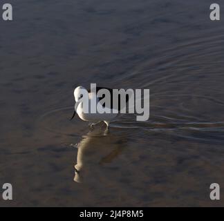 Ansicht des Pfeilerstelts, Himantopus leucocephalus, in Chile Stockfoto