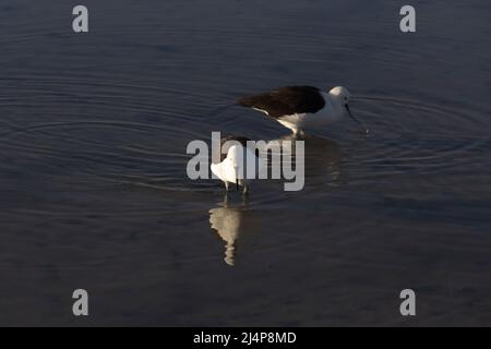 Ansicht des Pfeilerstelts, Himantopus leucocephalus, in Chile Stockfoto