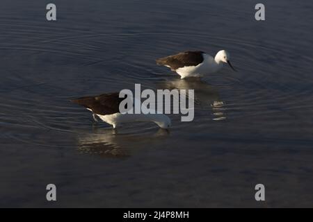 Ansicht des Pfeilerstelts, Himantopus leucocephalus, in Chile Stockfoto