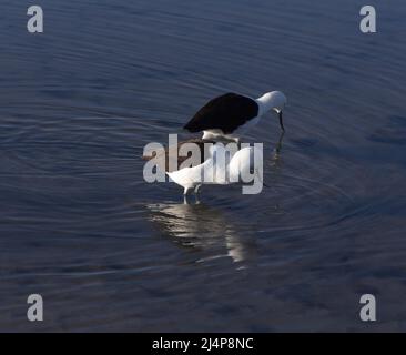 Ansicht des Pfeilerstelts, Himantopus leucocephalus, in Chile Stockfoto