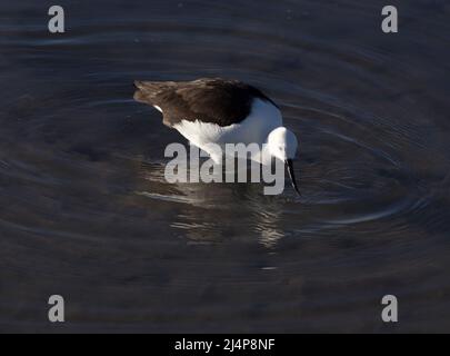 Ansicht des Pfeilerstelts, Himantopus leucocephalus, in Chile Stockfoto