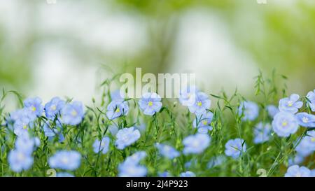 Blaue Flachs-Blüten auf unscharfem Hintergrund. Blühendes Flachsfeld. Speicherplatz kopieren Stockfoto