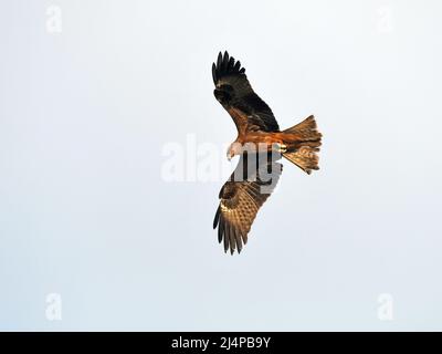 Schwarze Drachen steigen lassen Stockfoto