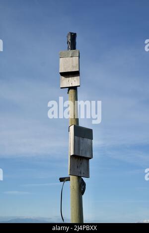 Hölzerne Fledermausboxen auf einem Holzmast / Fledermausbox / Wildtierhaus / Naturlebensraum / Schlagkasten, Schlagkästen Stockfoto