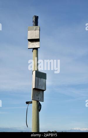 Hölzerne Fledermausboxen auf einem Holzmast / Fledermausbox / Wildtierhaus / Naturlebensraum / Schlagkasten, Schlagkästen Stockfoto