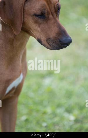 Rhodesian Ridgeback Porträt im Profil Stockfoto