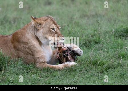 Eine Löwin kaut an einem Zebraschädel nach einem Mord in der Masai Mara, Kenia Stockfoto