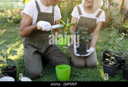 Gealtertes Paar, das Blumen transplantiert und gemeinsam auf dem Land gärtelt, genießt es, sich um die Pflanzen zu kümmern Stockfoto