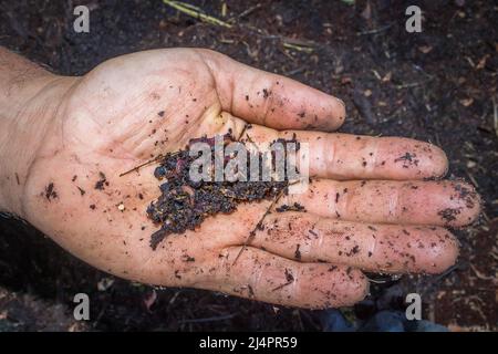 Mann, der Kompostboden und rote Wiggler-Würmer (Eisenia fetida) in den Händen hält, Kapstadt, Südafrika Stockfoto