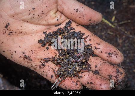 Mann, der Kompostboden und rote Wiggler-Würmer (Eisenia fetida) in den Händen hält, Kapstadt, Südafrika Stockfoto