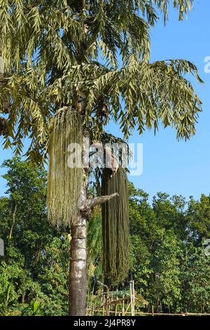 Caryota urens Baum allgemein bekannt als Bon shupari oder Fishtail Palme, tragen sowohl männliche als auch weibliche Blüten auf der gleichen Pflanze. Stockfoto