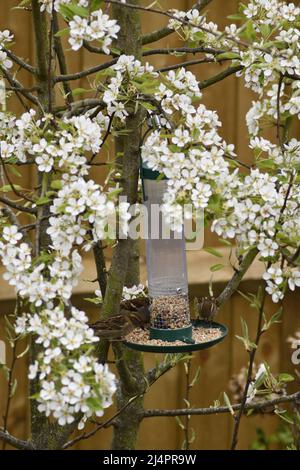 Birnbaum (Pyrus) in Blossom with Sparrows (Passer) Futterhaken Norton Oxfordshire England großbritannien Stockfoto
