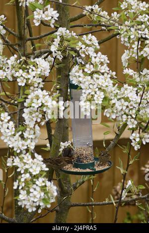 Birnbaum (Pyrus) in Blossom with Sparrows (Passer) Futterhaken Norton Oxfordshire England großbritannien Stockfoto