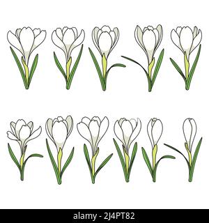 Set von farbigen Illustrationen mit weißen Krokusblüten, Safran. Isolierte Vektorobjekte auf weißem Hintergrund. Stock Vektor