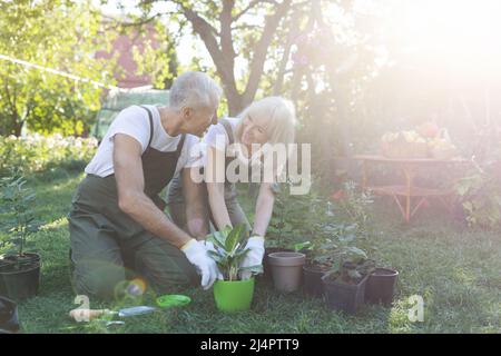 Glückliches Seniorenpaar, das im Garten arbeitet und spricht, Pflanzen an sonnigen Frühlingstag aus Töpfen transplant, freier Platz Stockfoto