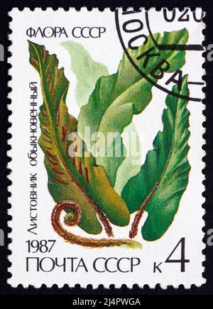 RUSSLAND - UM 1987: Eine in Russland gedruckte Briefmarke zeigt Hart's Zunge Fern, scolopendrium Vulgare, Evergreen Fern, um 1987 Stockfoto