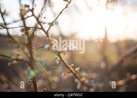 Blühender Baum in der Abendsonne Stockfoto