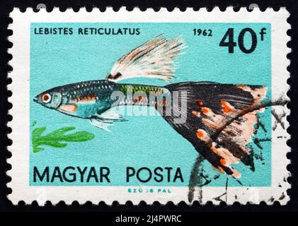 UNGARN - UM 1962: Eine in Ungarn gedruckte Marke zeigt Guppy, Lebistes reticulatus, Tropical Fish, um 1962 Stockfoto