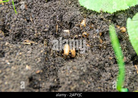 Gartenerde Ameisen stellen das Nest wieder her und retten die Nachkommen, nachdem sie den Boden gegraben haben, selektiver Fokus Stockfoto