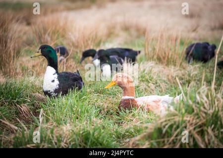 Gruppe Freiland-Enten (Pommersche Enten und Sachsen-Ente) Stockfoto