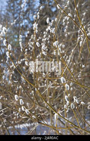 Flauschige Knospen auf Weidenzweigen im Hintergrund eines schönen Bokeh Stockfoto