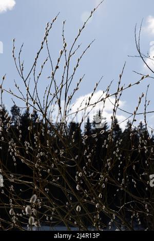 Weidenzweige mit weißen Knospen im konturierten Sonnenlicht Stockfoto