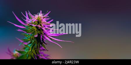 Cannabis Marihuana Pflanze langes Banner. Blühendes lila Cannabis auf dunklem Hintergrund. Helle medizinische Marihuana Blume in lebhaftem rosa Licht. Ästhetisches h Stockfoto