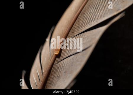 Fragment der Vogelfeder mit Wassertropfen. Makroaufnahme eines Wassertropfens auf einer Vogelfeder. Stockfoto