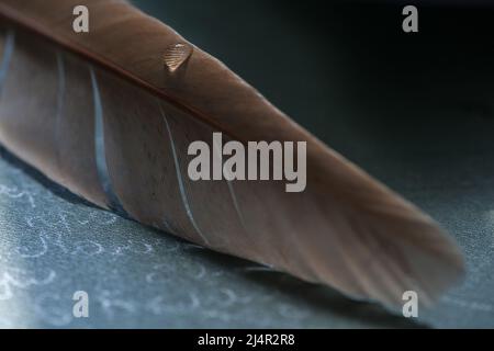 Fragment der Vogelfeder mit Wassertropfen. Makroaufnahme eines Wassertropfens auf einer Vogelfeder. Stockfoto