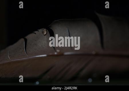 Fragment der Vogelfeder mit Wassertropfen. Makroaufnahme eines Wassertropfens auf einer Vogelfeder. Stockfoto