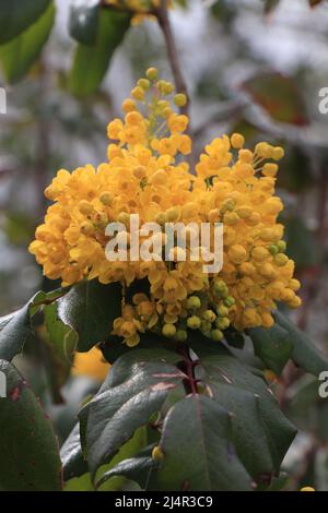 Berberis aquifolium Pursh Stockfoto