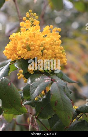 Berberis aquifolium Pursh Stockfoto