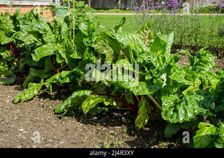 Der Laubgemüse-Rubbling, der in einem Gemüsegarten wächst, der an einem sonnigen Tag im September gesehen wird. Stockfoto