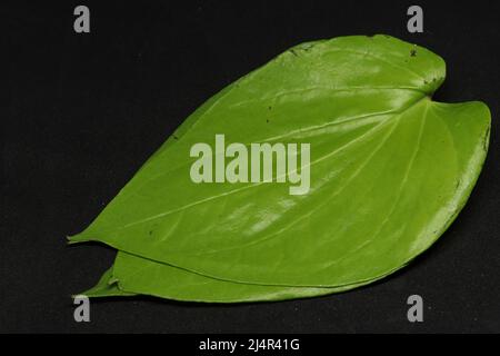 Grünes Betel-Blatt. Auf schwarzem Hintergrund Stockfoto