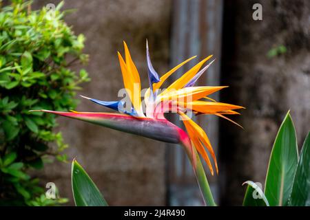 Ein Vogel der Paradiesblume Stockfoto