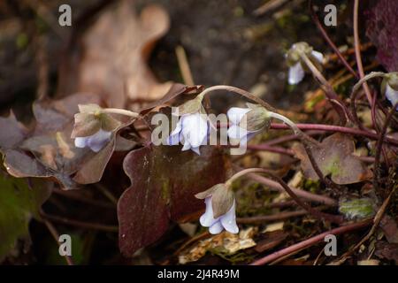 Lila Blüten von Anemone hepatica in einem nassen Wald. Stockfoto