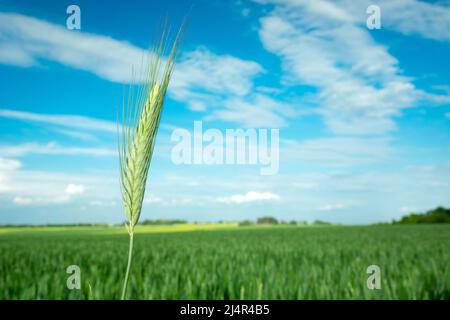 Großes grünes Triticalohr gegen Feld und Himmel Stockfoto