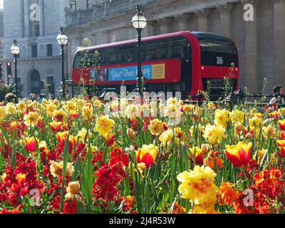 Blick auf einen London Bus hielt vor der Bank of England an einem hellen Frühlingstag mit bunten Frühlingsblumen im Vordergrund Stockfoto